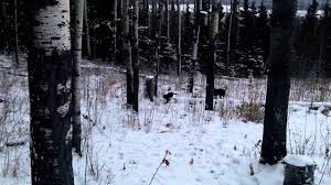 5 out of 5 stars. Gotta Love That Recall The Other End Of The Leash