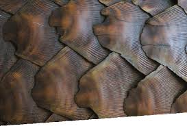 Pangolins are found in tropical asia and africa and are 30 to 90 cm (1 to 3 feet) long exclusive of the. Pangolins Pangolin Specialist Group