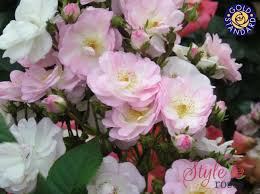 Check spelling or type a new query. Perennial Blush Rambler Weeping Standard Rose Style Roses