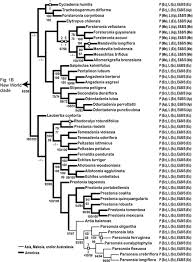 Image result for Pleioceras