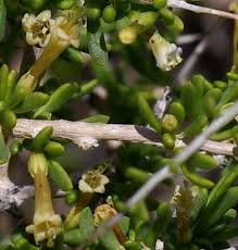 Image result for Lycium