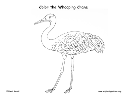 Push pack to pdf button and download pdf coloring book for free. Coloring Pages Bird Crane Coloring Sheet