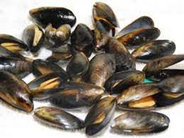 How To Tell If Mussels Are Bad