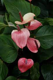 Anthurium X Ferrierense Miss June 2 Anthurium Plant Anthurium Beautiful Flowers