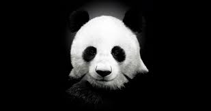 Black And White Panda Wallpaper Finding Your Spirit Animal At Spillwords Com Panda Wallpapers Panda Bears Wallpaper Cute Panda Wallpaper