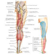 The inferior gluteal nerve is the main motor neuron that innervates the gluteus maximus muscle. Pin On Anatomia