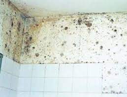 Waarom heb ik zwarte schimmel in huis? Schimmel Badkamer Verwijderen Vochtbestrijding Snel