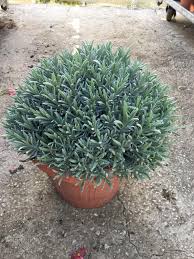 Image result for Lavandula angustifolia Vera