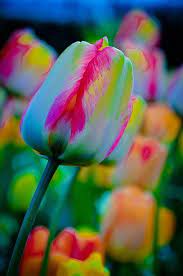Pin By Heather On Flowers Beautiful Flowers Pretty Flowers Planting Flowers