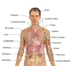 It has been derived from the latin word the torso of the human body also consists of the major muscles of our body; Diagram Of Middle Body Diagram Design Sources Cable Theft Cable Theft Paoloemartina It