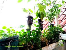 Berkebun dengan menggunakan bekas seperti botol plastik, polibeg atau pasu boleh menjadi satu perkara yang menyeronokkan. Bertanam Di Botol Bekas Itu Mudah Dan Menyenangkan Halaman All Kompasiana Com