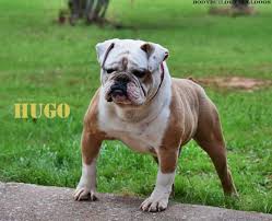 We have puppies from the number one ranked bulldog of the country champion cherokee legend rock rock the top winning bulldog in america for. Olde English Bulldogge Breeders Shipping To Florida