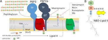 Fluorescence Anisotropy Assays For High Throughput Screening Of Compounds Binding To Lipid Ii Pbp1b Ftsw And Murj Scientific Reports