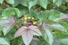 Image result for Jatropha gossypiifolia