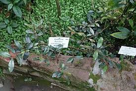 Image result for Rutidea fuscescens