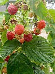 En mars, c'est encore le moment de tailler les arbustes à floraison estivale, les arbres à pépins et les arbustes à fruits. Framboisier Heritage Rubus Idaeus Le Jardin Du Pic Vert