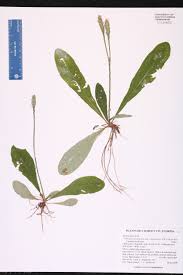 Image result for Elytraria