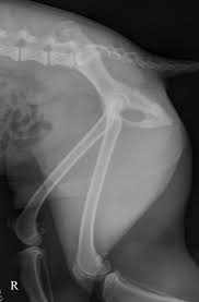 Pelvic anatomy mri variant anatomy pelvic viscera. Tips Techniques For Pelvic Radiography Clinician S Brief