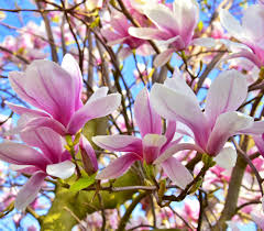 Image result for Magnolia × soulangiana