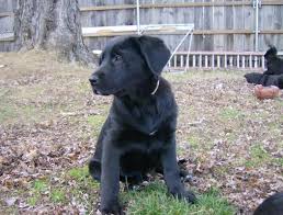 Black lab german shepherd mix. Recklessly Black Labrador X German Shepherd