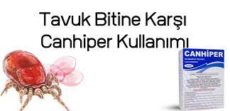 tavuk bitine karsi canhiper kullanimi tavuk beslenme kumes