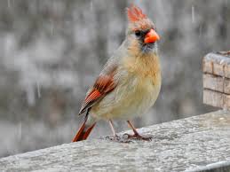 Brown Birds That Look Like Cardinals Female Cardinal In Rain Photo By Lindsey Brown Cardinals Red Birds Cardinal