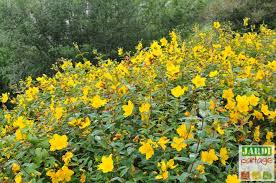 Il ne s'agit pas de faire tout simplement un quelconque tas de pierres et planter quelques fleurs. Quelle Plante Pour Talus Choisir 10 Choix Jardipartage