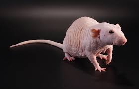 Particular species of rat may have tendency for certain foods. Hairless Pet Rat Facts Lifespan And Care Guide Lovetoknow