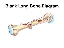 For this time we collect some pictures of long bone diagram blank, and each of them giving you some fresh ideas. Blank Bone Diagram Free Smiley Bone Coloring Pages Coloring Pages Science Diagram