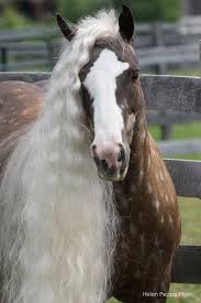 Black White And Brown Horses Beautiful Horse Heaven Horses Most Beautiful Horses Pretty Horses