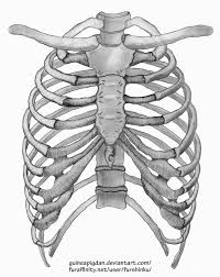 (anatomy) a part of the skeleton within the thoracic area consisting of ribs, sternum and thoracic vertebrae. Rib Cage By Guineapigdan On Deviantart Rib Cage Thigh Henna Tattoos