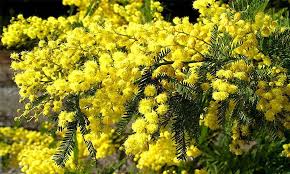 You can propagate mimosa trees from branches, but take care when you transfer the rooted cutting into a bigger pot, and then transplant it into the ground one year later, because the mimosa can. Acacia Dealbata Mimosa Tree Garden Plants Online