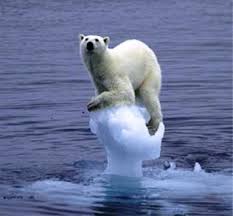 Polar Bears Are Now On The Endangered Species List Why Because Our Ice Caps Are Melting And They Are Drowning Because They Are Polar Bear Animals Wild Bear