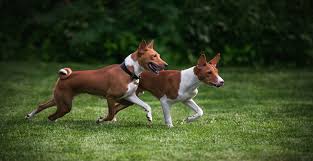 The basenji club of america was formed in 1942, and the american kennel club recognized the breed in 1943. Basenji Dog Breed Information The Ultimate Guide Breed Advisor