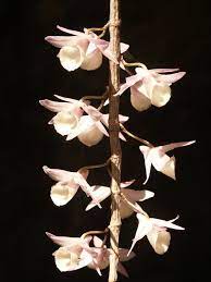 Orchids