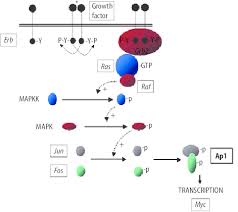 Image result for Oncogene
