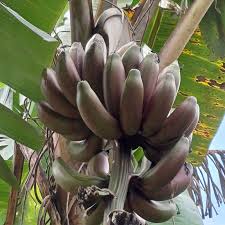 Image result for Musa acuminata