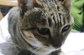 猫は電話が嫌い: 虎猫の気まぐれシネマ日記