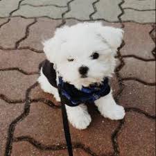 Maltese Terrier Kayseri Fiyatlari Ikinci El Sifir Kiralik Ilanlar