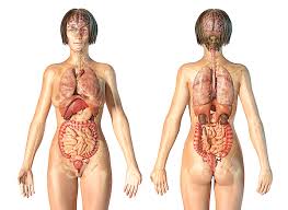 ► abdominal obesity in females‎ (7 f). Female Anatomy Of Internal Organs Iphone 12 Case For Sale By Leonello Calvetti
