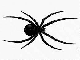 Maybe you would like to learn more about one of these? Cartoon Pictures Of Spiders Free Download Clip Art Free Clip Spider Pictures Bug Tattoo Spider Tattoo