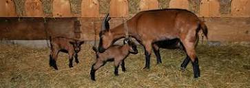 Goat-chamois hybrids - Mammalian Hybrids