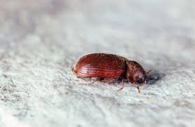 Is this a bed bug? Yes Those Are Probably Bugs In Your Paprika Here S What To Do Huffpost Life
