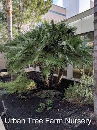 Image result for Chamaerops