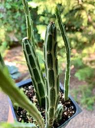 Image result for Kleinia schweinfurthii