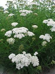 Achillea Snow Sport Bluestone Perennials White Gardens Flowers Perennials Achillea