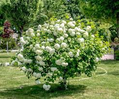 Maybe you would like to learn more about one of these? Schneeball Schneiden Anleitung Und Der Richtige Zeitpunkt
