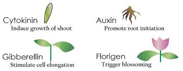 Plant Growth Regulators Hormones Gibberellins Plant Hormonal Regulation Gibberellins Plant Regulation Of Plan Plant Plant Growth Growth Photosynthesis