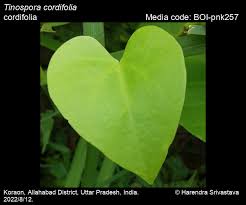 Image result for Tinospora orophila