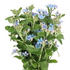 Image result for Oxypetalum